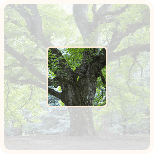 Image of a tree with a box in the middle that shows the tree clearly and a larger box around it that shows the rest of the tree unclearly, showing how perception shapes Image of a tree with a box in the middle that shows the tree clearly and a larger box around it that shows the rest of the tree unclearly, showing how perception shapes
